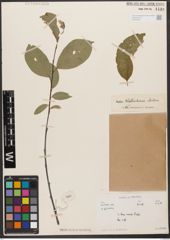 Foto von Salix wallichiana Andersson
